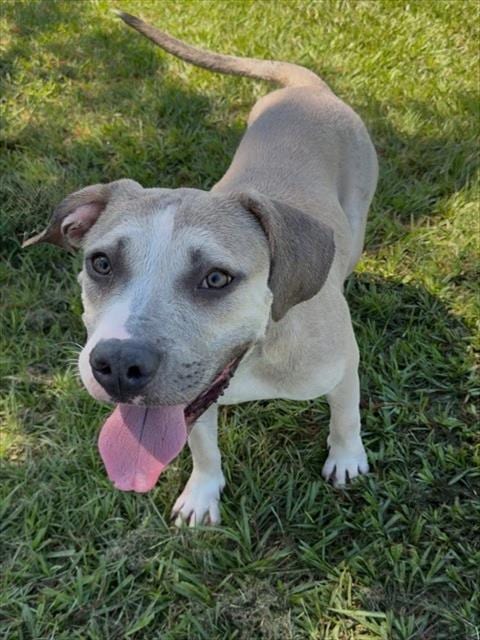 Photo of Vigo, adoptable Pit Bull Terrier in Conroe, Texas