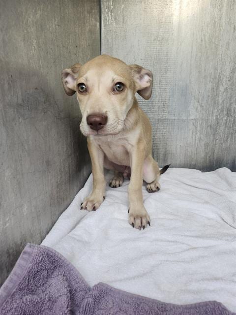 Photo of Scout, adoptable Labrador Retriever in San Antonio, Texas