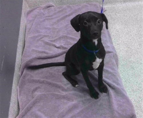 Photo of Nala, adoptable Labrador Retriever in Tallahassee, Florida