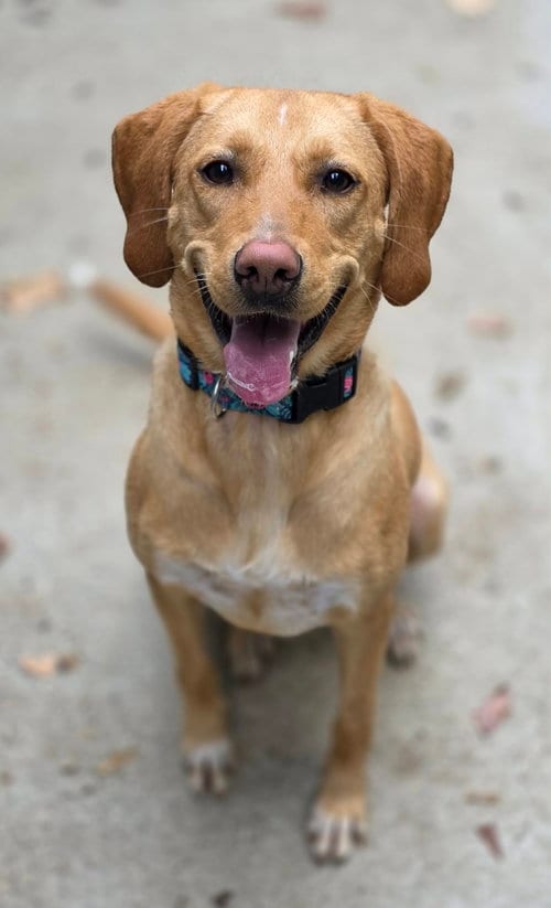 Photo of Carmella, adoptable Labrador Retriever in Woodsfield, Ohio