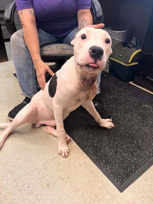 Photo of Hector, adoptable Terrier in Abbeville, Louisiana