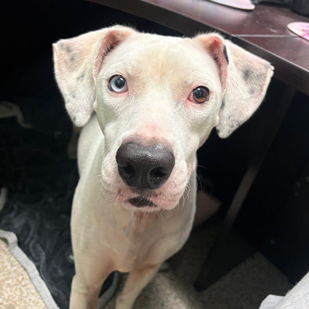 Photo of Bebe, adoptable Catahoula Leopard Dog / Mix in Houston, Texas