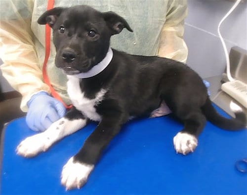 Photo of Samwich, adoptable German Shepherd Dog in Phoenix, Arizona