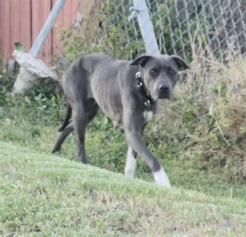 Photo of Raspi, adoptable American Staffordshire Terrier in San Antonio, Texas