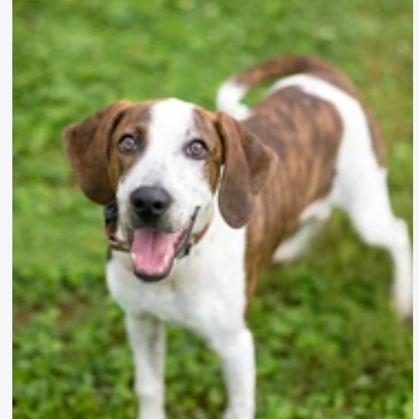 Photo of Sally, adoptable Hound / Mixed Breed (Medium) in Fairfax Station, Virginia