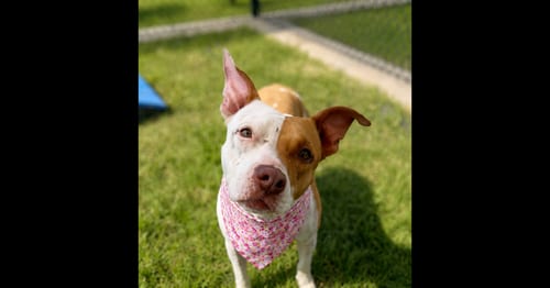 Photo of Ruby, adoptable Pit Bull Terrier in Grovertown, Indiana