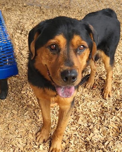 Photo of Ramon, adoptable Rottweiler in Albuquerque, New Mexico