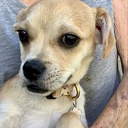 Photo of Starla, adoptable Chihuahua Pug in Santa Clarita, California