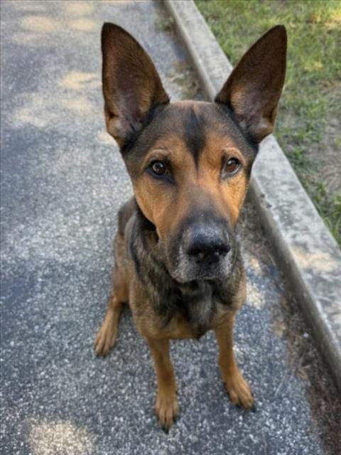 Photo of Arthur, adoptable German Shepherd Dog in Houston, Texas