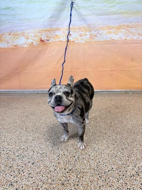 Photo of Oreo, adoptable French Bulldog in Miami, Florida