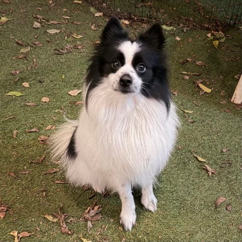 Photo of Slinky, adoptable Pomeranian in Garland, Texas