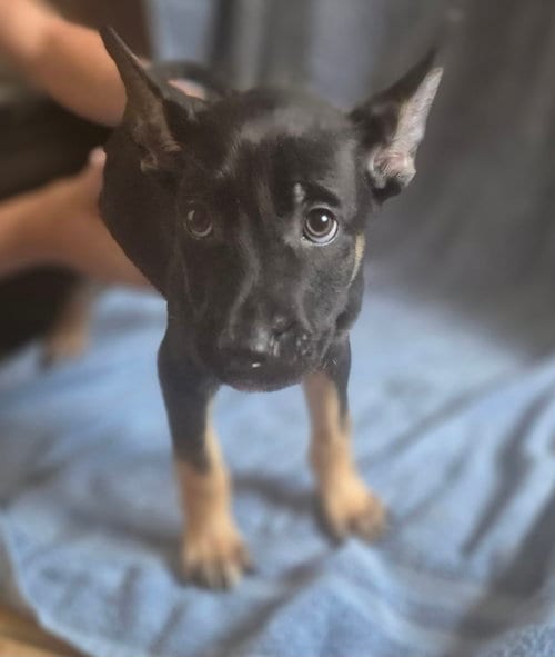 Photo of Sprinkle, adoptable German Shepherd Dog in The Woodlands, Texas
