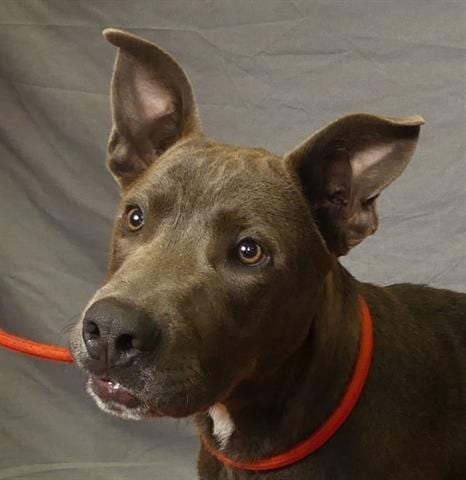 Photo of Bernardo, adoptable Pit Bull Terrier in Ukiah, California