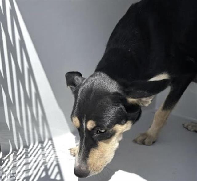 Photo of Senior German Pinscher mix, adoptable German Pinscher mix in Houston, Texas