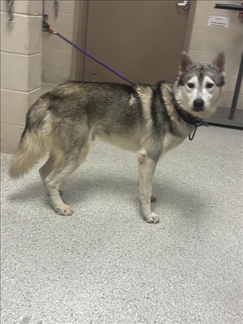 Photo of A432659, adoptable Siberian Husky in Conroe, Texas