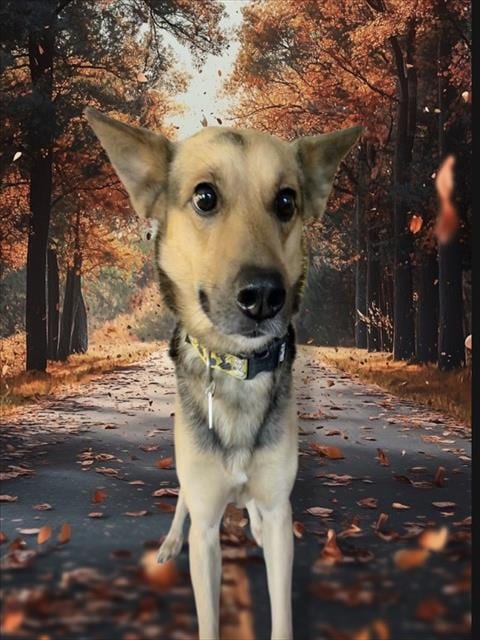 Photo of Max, adoptable German Shepherd Dog in Forestville, Maryland