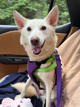 Photo of Barney, adoptable dog in Atlanta, Georgia