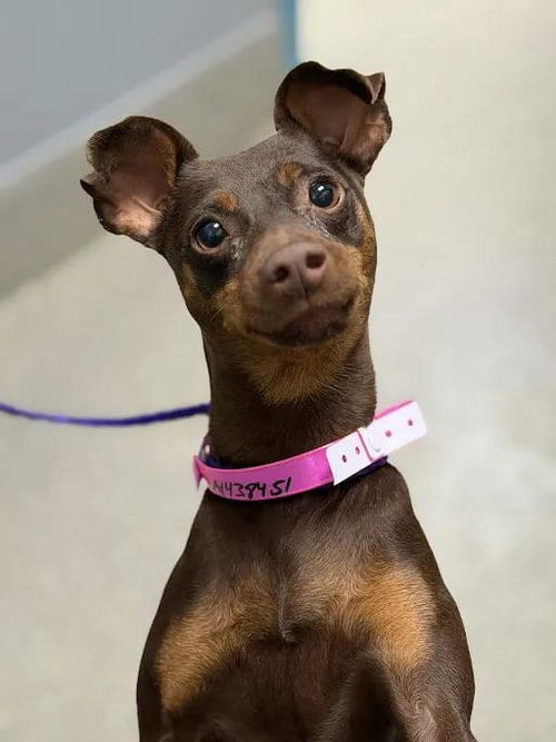 Photo of Penny, adoptable Miniature Pinscher in Las Vegas, Nevada