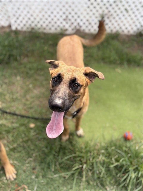 Photo of General, adoptable Belgian Shepherd Malinois in Sugar Land, Texas
