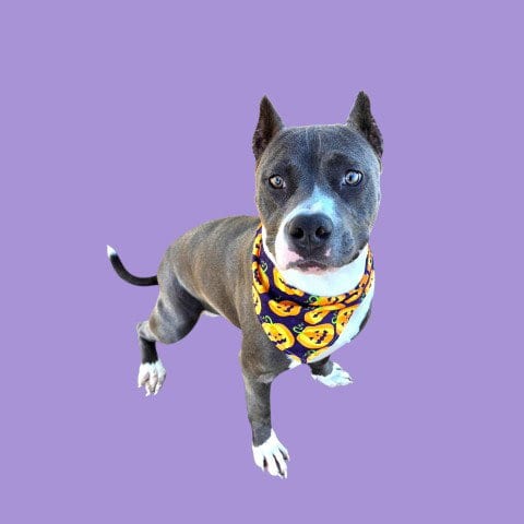 Photo of Officer Jenny, adoptable Pit Bull Terrier in Bakersfield, California