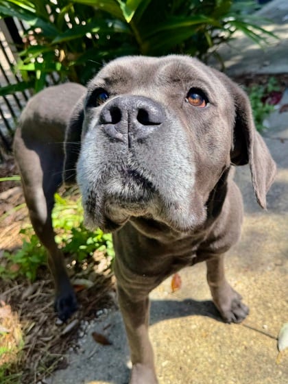Photo of Emperor, adoptable Cane Corso in New Orleans, Louisiana