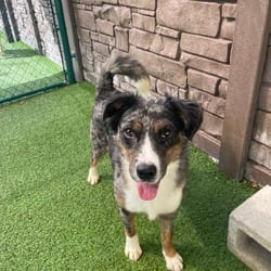 Photo of Road Runner 7340, adoptable Australian Cattle Dog in Loxahatchee, Florida