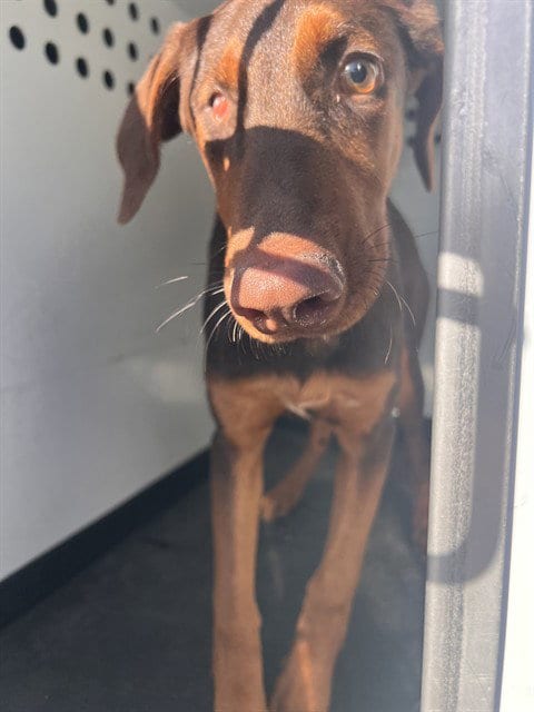 Photo of A172125, adoptable Doberman Pinscher in Bakersfield, California