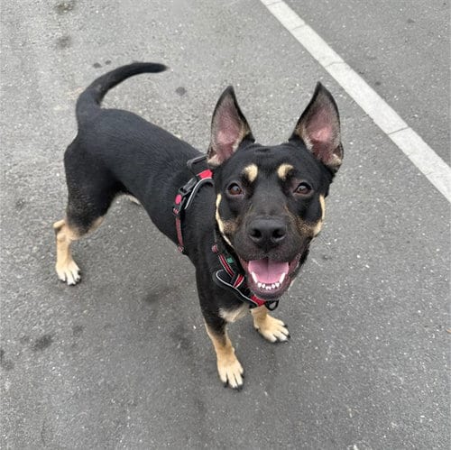 Photo of Bart, adoptable German Shepherd Dog in Alameda, California