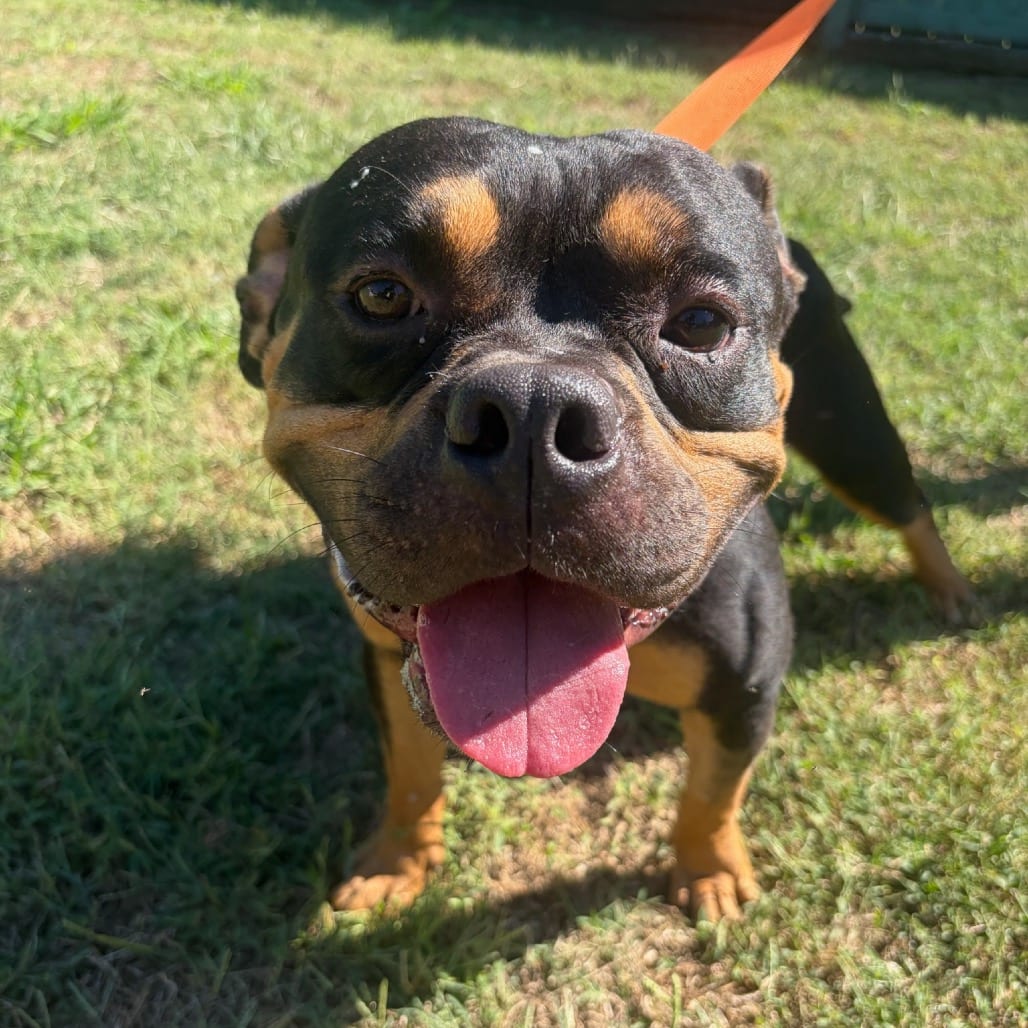 Photo of Walker, adoptable Bulldog / Boxer in Starkville, Mississippi