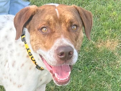 Photo of Beans, adoptable dog in Georgetown, Texas