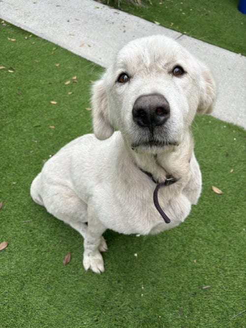 Photo of Anya, adoptable Great Pyrenees in Mcclellanville, South Carolina