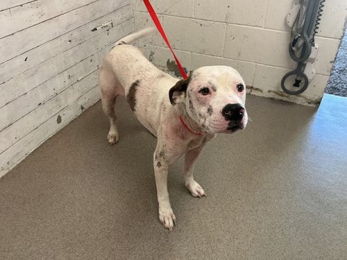 Photo of Flan, adoptable Pit Bull Terrier in San Bernardino, California