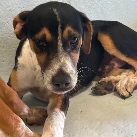 Photo of Collin 26-09-048, adoptable Hound / Mixed Breed (Small) in Bastrop, Texas