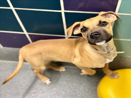 Photo of Mochi, adoptable Boxer in Houston, Texas