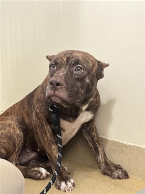 Photo of Dolly, adoptable Pit Bull Terrier in Chapel Hill, North Carolina