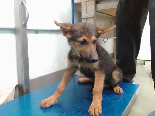 Photo of Dean, adoptable German Shepherd Dog in San Bernardino, California