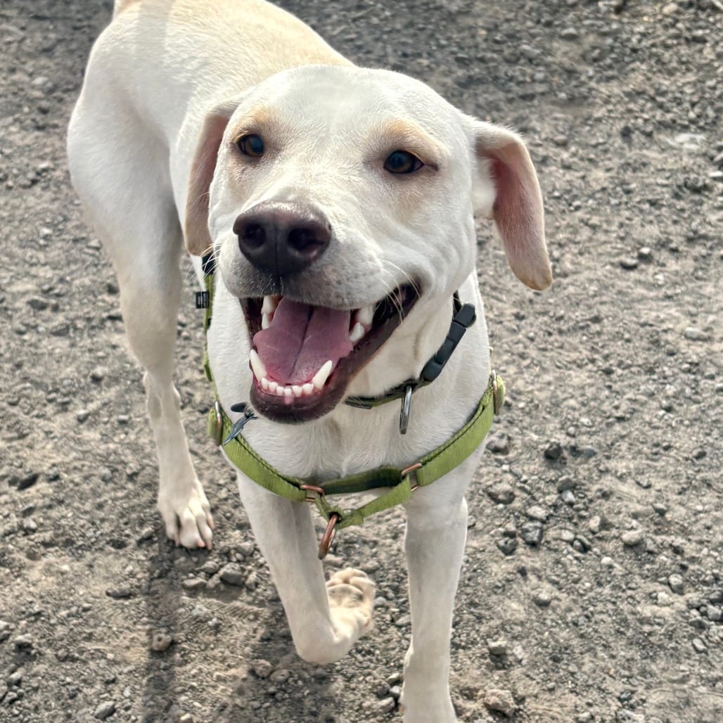 Photo of Bodhi (formerly Dan), adoptable Mixed Breed (Medium) in Bend, Oregon