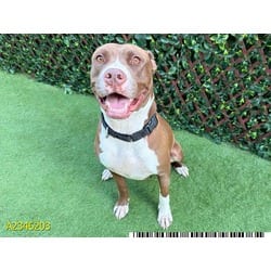 Photo of Heaven, adoptable Mixed Breed (Medium) in West Palm Beach, Florida