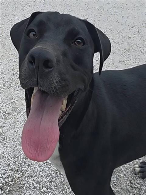 Photo of Usopp, adoptable Labrador Retriever in Rogers, Arkansas