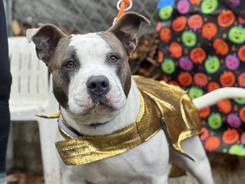 Photo of Bruin, adoptable Pit Bull Terrier in Tacoma, Washington