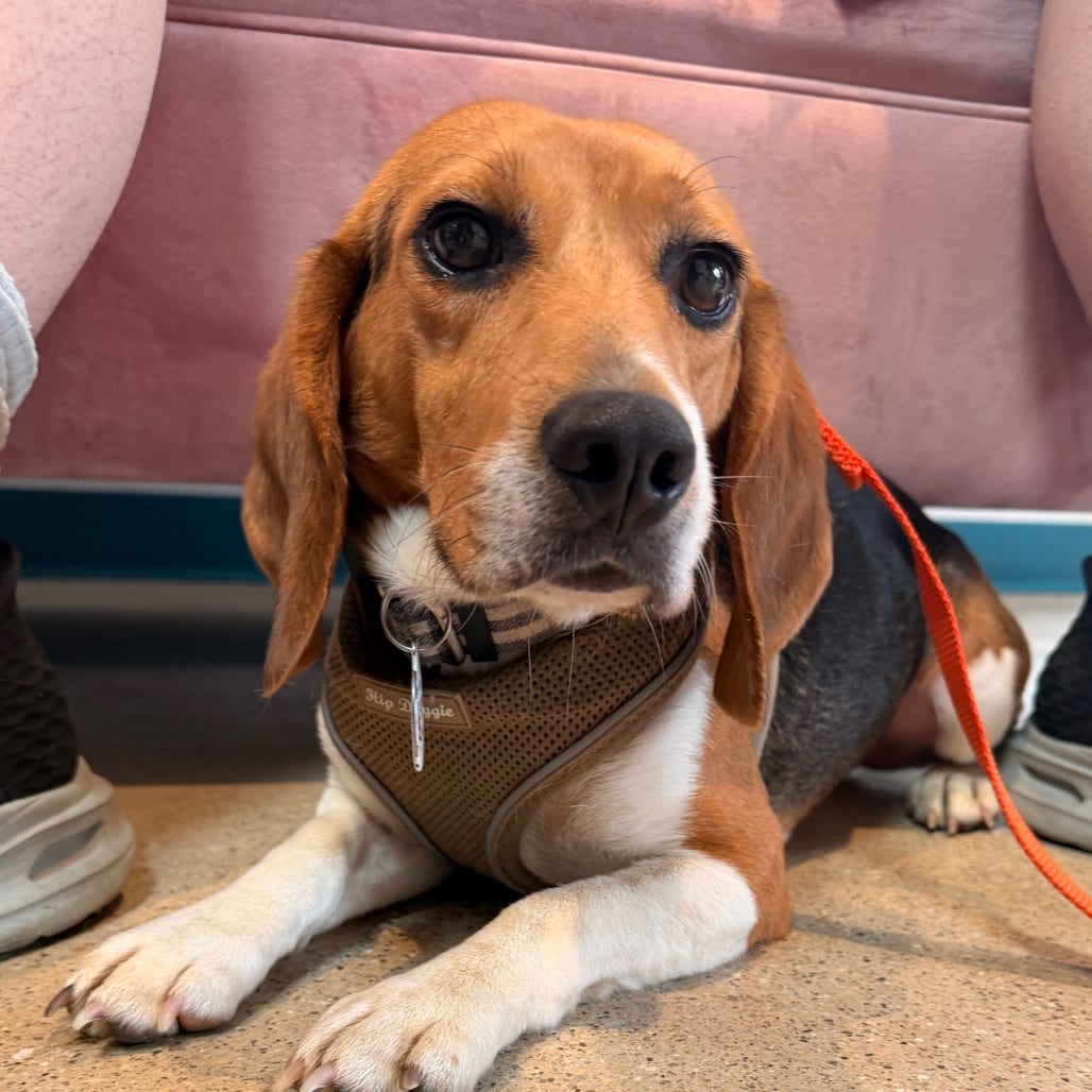 Photo of Browning, adoptable Beagle in Chicago, Illinois