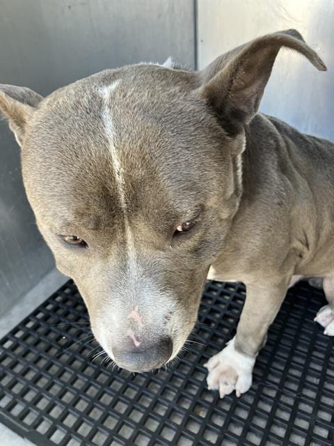 Photo of Rocko, adoptable Pit Bull Terrier in Dallas, Texas