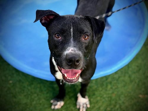 Photo of Jack Jack, adoptable Pit Bull Terrier in Orlando, Florida