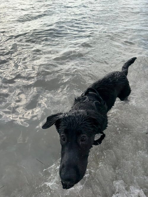Photo of Bambino, adoptable German Shepherd Dog in Miami, Florida