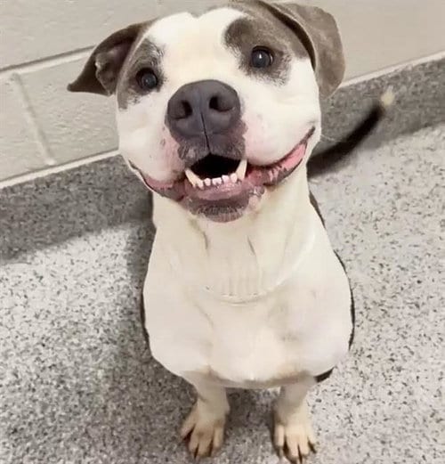Photo of Joey, adoptable Pit Bull Terrier in Houston, Texas