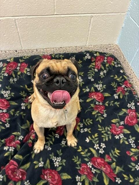 Photo of Hardy, adoptable Pug in Brighton, Colorado