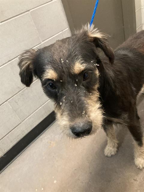 Photo of Orion, adoptable Mixed Breed