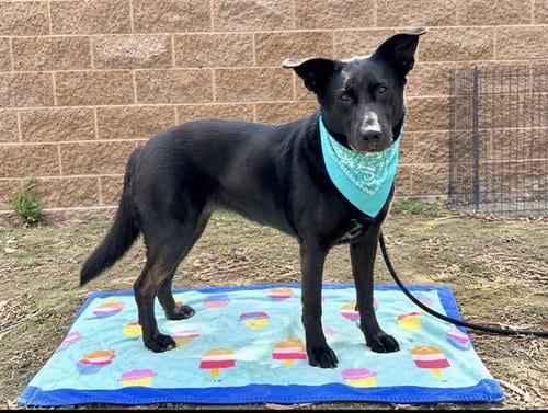 Photo of Kona, adoptable Labrador Retriever in Orange, California
