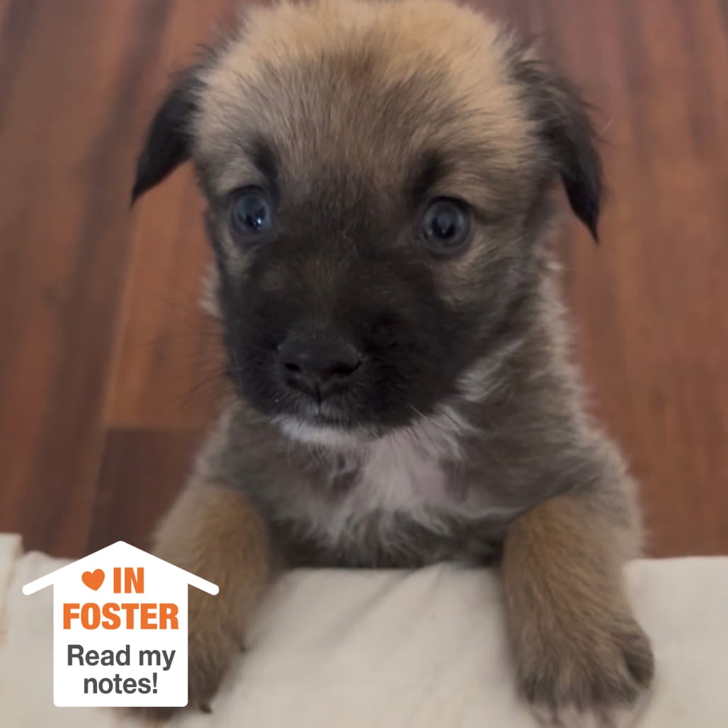 Photo of Crenshaw, adoptable Shepherd / Retriever, Labrador in Kanab, Utah
