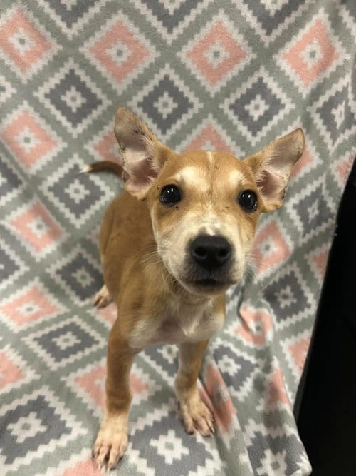 Photo of Jamye, adoptable Australian Cattle Dog/Blue Heeler in Rockwall, Texas